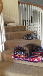 Taz (bottom), Crunch (middle), and Neo (top) lining up for their exams.